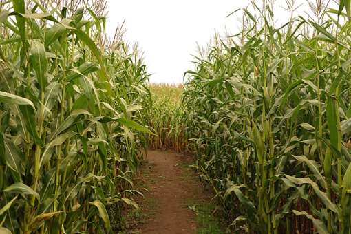 The 7 Best Corn Mazes in New Mexico!