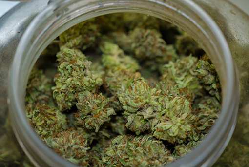 5 Best Marijuana Dispensaries in New Mexico!